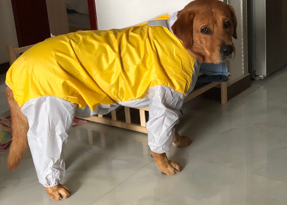狗狗雨衣