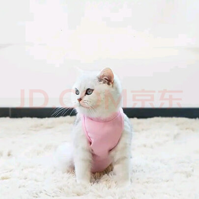 猫咪手术服