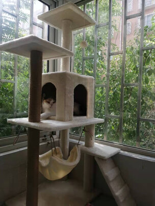 猫爬架
