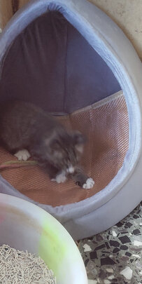 猫窝