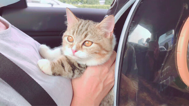 猫包