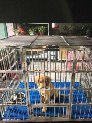  狗笼