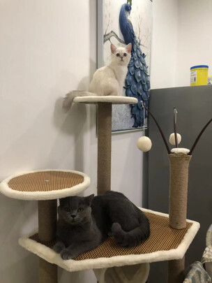 猫爬架