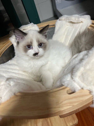 猫爬架