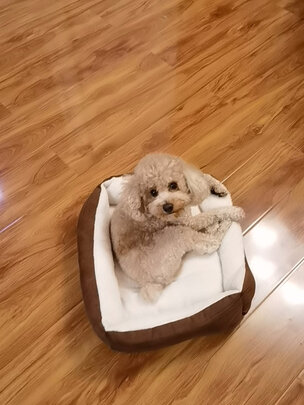 狗窝