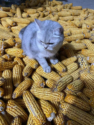 豆腐猫砂