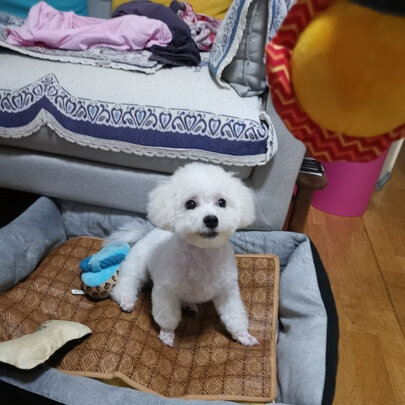 狗窝