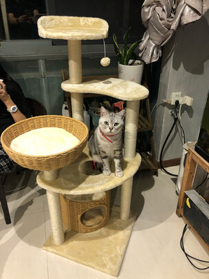 猫爬架