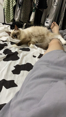  狗狗剃毛器