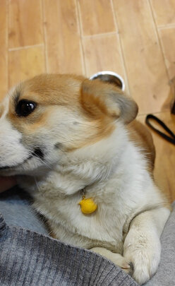 猫冻干
