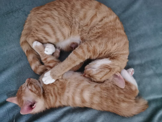 猫粮