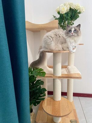 猫爬架