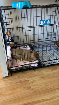  狗笼
