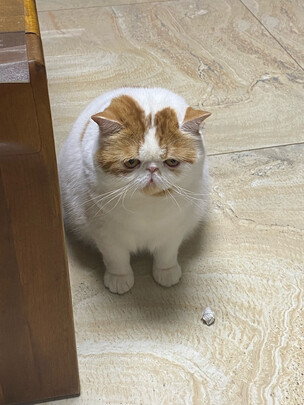 猫粮