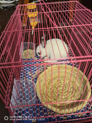 宠物尿垫