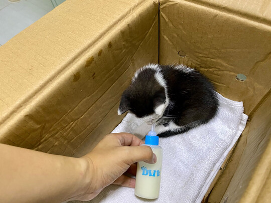宠物奶瓶