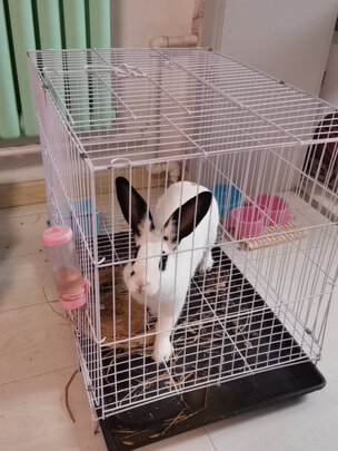 兔笼子