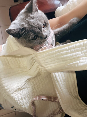 猫包