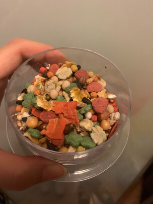 仓鼠粮食