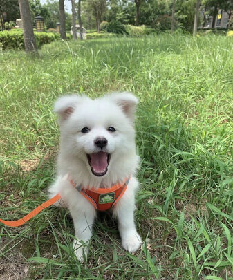 狗绳