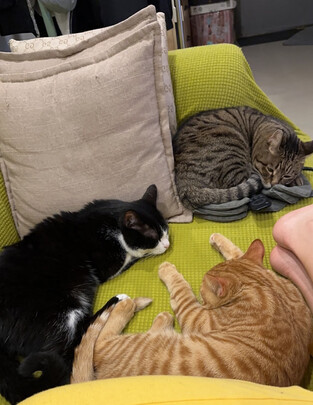 猫条猫零食