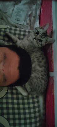 猫玩具