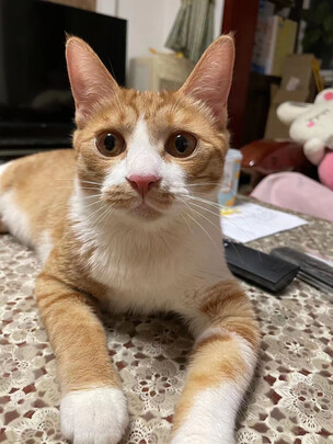 狗狗电推剪