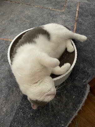 猫窝