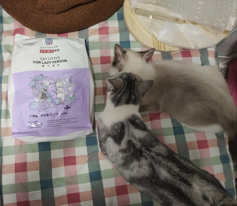膨润土猫砂