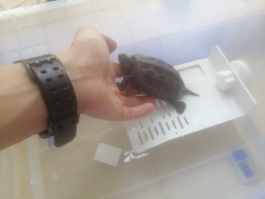 乌龟缸