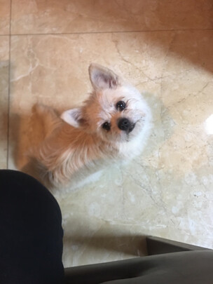 猫窝