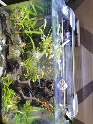 鱼缸灯led灯