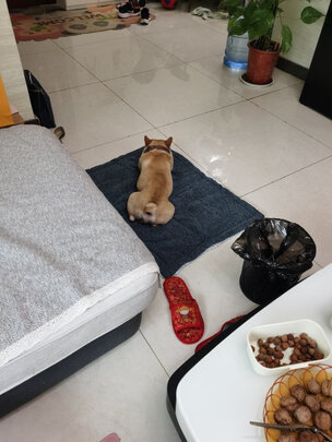 宠物水壶