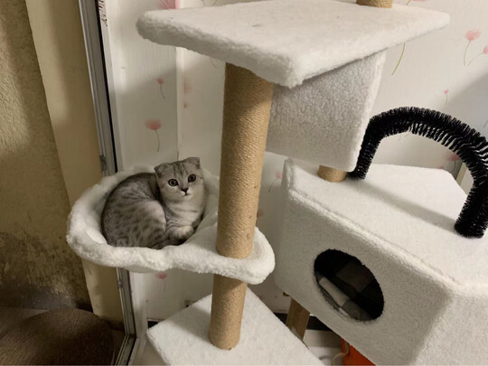 猫爬架