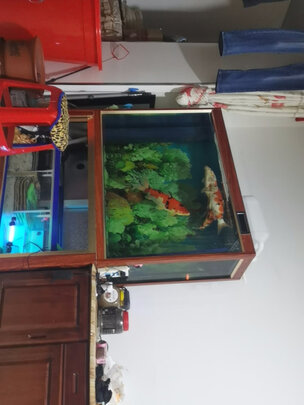 鱼粮