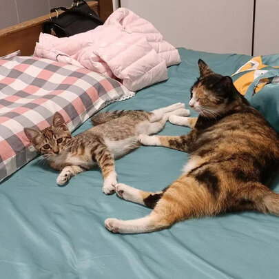 膨润土猫砂