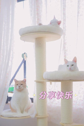 猫爬架
