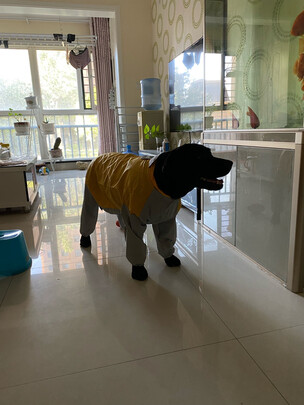 狗狗雨衣