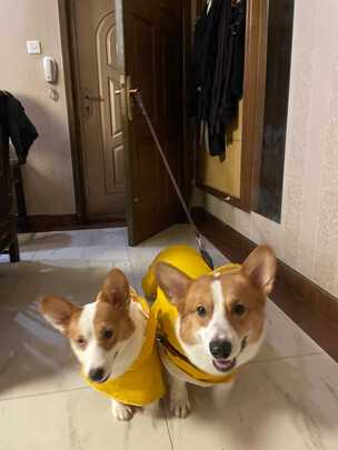 狗狗雨衣