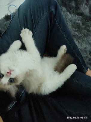 猫零食