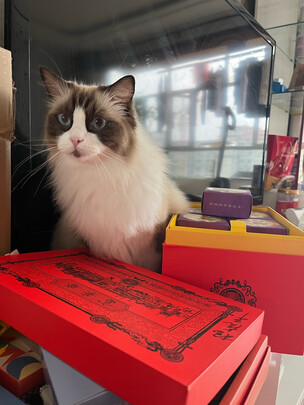 豆腐猫砂