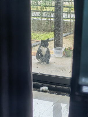  猫笼