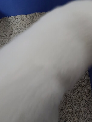 豆腐猫砂