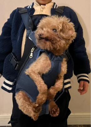 宠物包