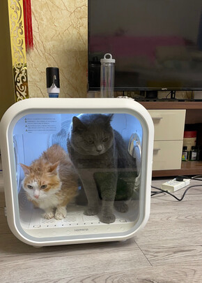  宠物烘干箱