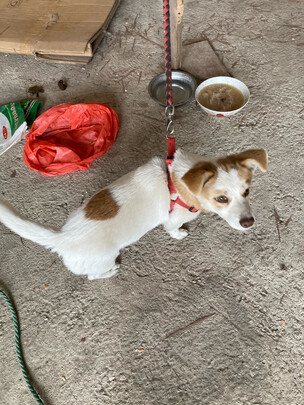 狗狗牵引绳