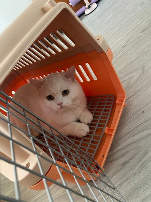 宠物航空箱
