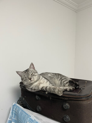 豆腐猫砂