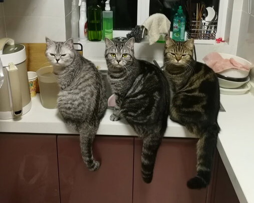 猫条猫零食
