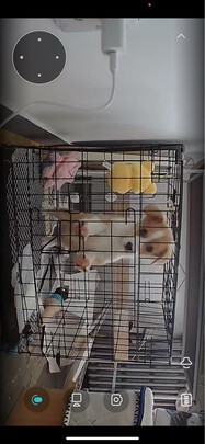  狗笼